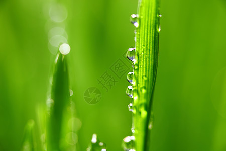 大水滴环境叶子植物树叶雨滴宏观反射背景气候刀刃图片