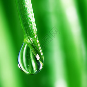 大水滴刀刃草地宏观叶子环境气候雨滴草本植物背景树叶图片