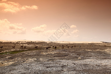 沙漠山羊踪迹自由耳朵农业国家游客农场气候牛角石头图片