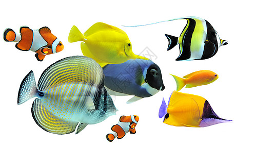 鱼群种类白色水族馆斑马线鱼缸蓝色橙子两栖宏观色彩黄色图片