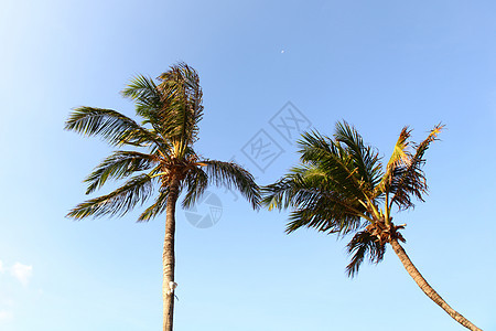 蓝蓝的海枣中热带海岸场景棕榈海景旅行天堂天空晴天海洋图片