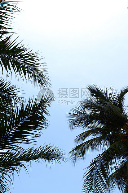蓝蓝的海枣中植被享受异国海岸游客天空晴天旅游海岸线棕榈图片
