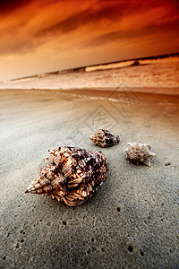 贝壳棕榈娱乐旅行冲浪天空旅游假期珊瑚日落情调图片