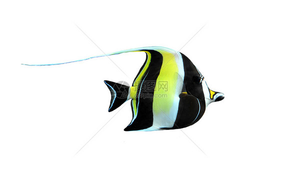 zanclus 角形鱼缸神仙鱼黄色游泳动物海洋生物热带黑色水族馆图片