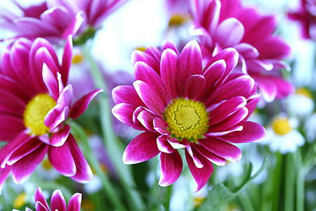 盛夏花花花束太阳妈妈洋甘菊公园紫色雏菊花店植物群美丽图片