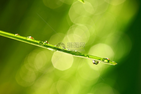 树本背景树叶刀刃环境草本植物反射叶子液体花园生长雨滴图片