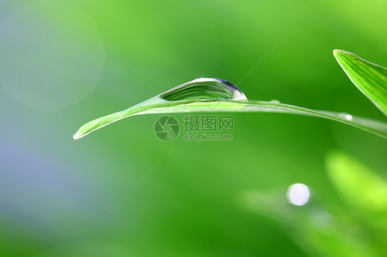 树本背景反射雨滴草地生长花园液体气候草本植物叶子宏观图片
