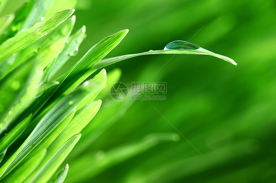 树本背景刀刃雨滴植物草地环境宏观草本植物阳光反射气候图片