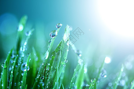闪光水滴气候生长阳光液体环境植物宏观草本植物背景花园图片