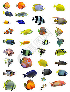 鱼类水族馆橙子大帝蓝色动物翼龙色彩宏观神仙鱼团体图片
