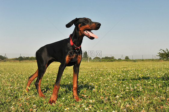 多伯曼派舍公司家畜宠物动物花园婴儿犬类衣领黑色花朵图片