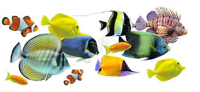 鱼群种类神仙鱼翼龙白色热带鱼水族馆两栖鱼缸斑马线宏观色彩图片