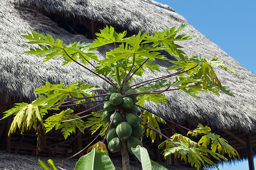 热带海岸的鲜花和水果吊床植被椰子旅行沙漠植物绿色假期海滩生态旅游图片