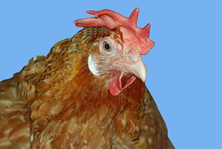 户外红鸡的肖像图片