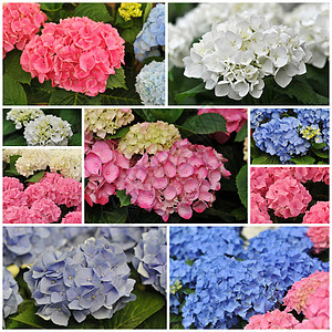 粉红色蓝色和白色Hydrangea荷属紫色色彩花园宏观叶子植物粉色绣球花图片