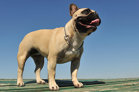 法国斗牛犬犬类舌头天空宠物棕色蓝色动物斗牛犬图片