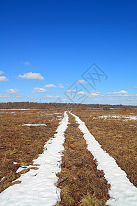 黄色草药用雪路图片