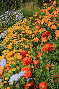 城市花园的夏花奢华园艺草皮蓝色玫瑰生长水仙花雏菊场景草地图片