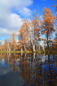 沿海河的秋木天空草地小路美丽场景火焰公园木头季节紫色图片