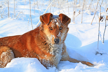 白雪上红头狗水平森林黄色脊椎动物摄影地形宠物犬类动物园荒野图片