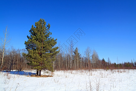 雪地上的绿松树图片