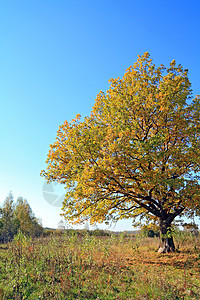 秋季字段的黄色借项地平线蓝色环境天空力量橡木气候农村树叶季节图片