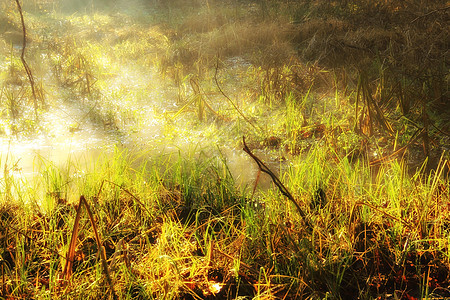 沼泽风景支撑环境绿色乡村木头季节太阳阳光树木图片