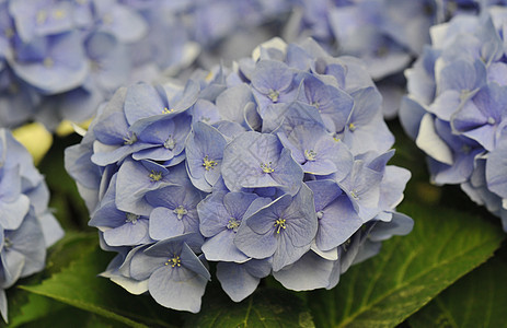 蓝色Hydrangea Hortensia叶子花园色彩绣球花紫色植物宏观图片