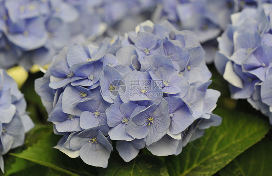 蓝色Hydrangea Hortensia叶子花园色彩绣球花紫色植物宏观图片