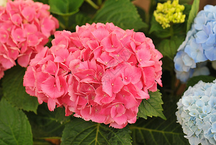 粉红色Hydranga 多栖蓝色粉色白色花园色彩植物叶子绣球花宏观图片