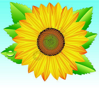 矢量向日葵橙子种子晴天插图花园叶子阳光太阳艺术蓝色图片