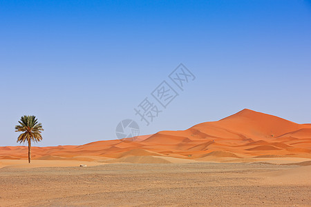 阿拉伯沙丘和棕榈树橙子风景全景沙漠天空风光荒野场景极限目的地图片