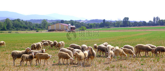 在草原上放牧草地的牧羊羊群场地羊肉牧场农村农场全景家畜动物农田绿色植物图片