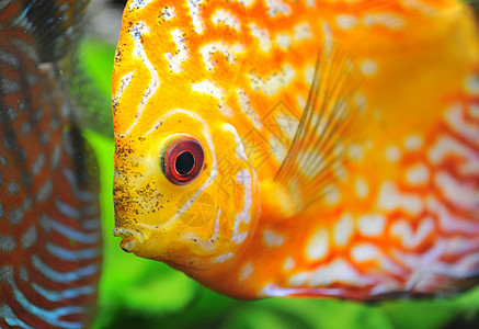 铁饼黄色红色游泳科鱼动物水族馆宠物热带玻璃曲线图片