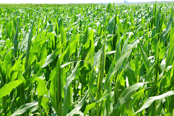 农耕玉米植物田绿植种植园晴天食物粮食环境草地收获农场生长国家麦田图片