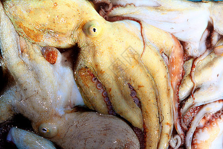 来自地中海海的章鱼渔获模式乌贼海鲜美食海洋橙子钓鱼生物宏观饮食市场图片