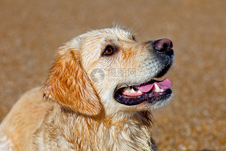 黄金寻金猎犬训练眼睛小狗毛皮停留宠物犬类冒充朋友图片