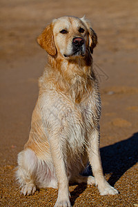 黄金寻金停留有素眼睛宠物毛皮朋友动物猎犬鼻子训练图片