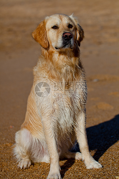 黄金寻金停留有素眼睛宠物毛皮朋友动物猎犬鼻子训练图片