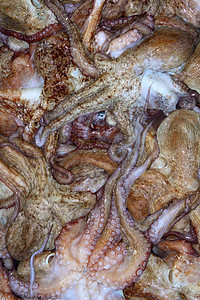 底底章鱼地中海纹理渔获量图片