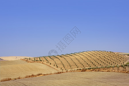 橄榄树林林山田水果土壤地球场地国家农村树木食物爬坡收成图片