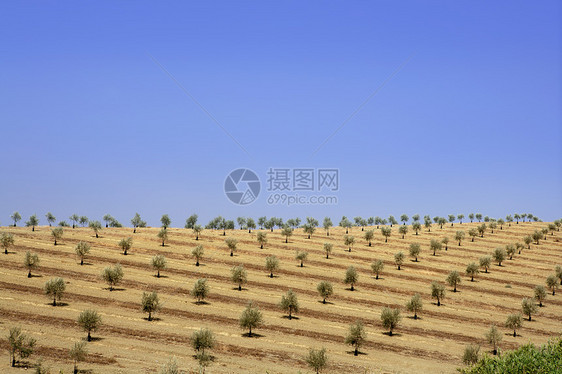 阳光明媚的夏日绿橄榄田土壤天空地球收成食物国家农场爬坡线条风景图片