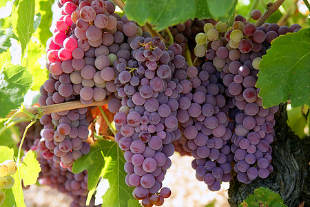 农业葡萄红葡萄种植田葡萄园紫色酒厂宏观国家生长树木植物蓝色酒精图片
