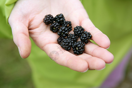 林中女人手上的黑莓收成宏观季节荒野收获叶子花园女孩果汁女性图片