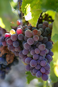 西班牙用于酿酒生产的黑红葡萄蓝色太阳叶子酒厂栽培植物紫色季节水果葡萄园图片