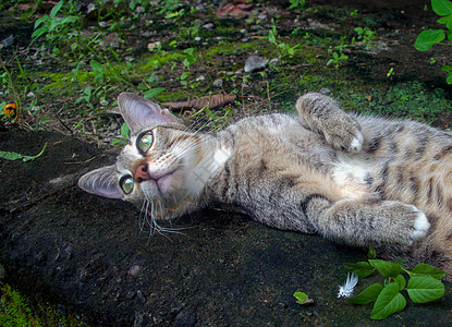 猫躺在花园里图片