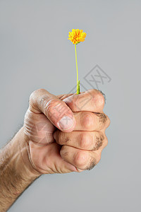 毛细多花的手和花的概念与对比力量农业植物拳头脆弱性男人手指礼物头发宏观图片