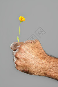 毛细多花的手和花的概念与对比宏观雏菊农民男人男性手指植物礼物头发皮肤图片