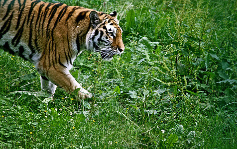 老虎公园动物哺乳动物图片