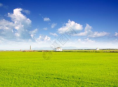 西班牙巴伦西亚绿草稻田蓝色粮食农村场地草地社区谷物天空农场植物图片